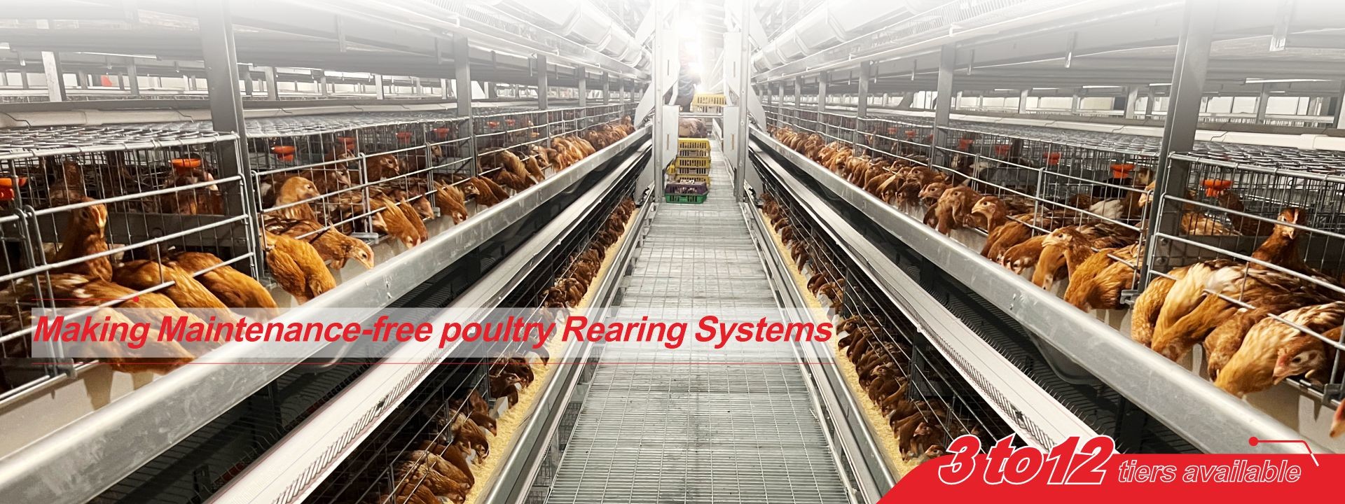 jakość System klatek bateryjnych dla drobiu fabryka