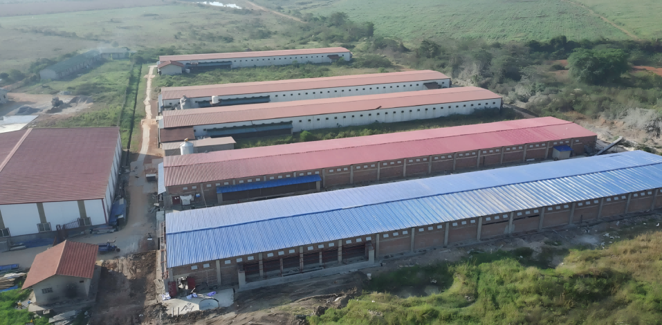 Projekt 1 miliona warstw w Ugandzie