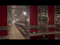 Całkowicie automatyczny system klatki kurczaka typu H odporny na korozję