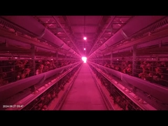 1800×600×450mm H Typ Pielęgna Bateria System klatki Niska szybkość pęknięcia jaj dla hodowli warstwa