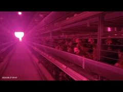 System automatycznego usuwania nawozu drobiowego w dużej przestrzeni dla klatki baterii kurczaka hodowcy