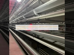 Komfortowe środowisko dla systemu klatki kurczaka