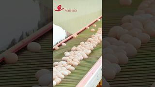 Farmrob | Stabilny system zbioru jaj zaprojektowany i wyprodukowany przez firmę Farmrob #poultryfarm #chicken