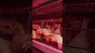 Farmrob | Szczęśliwe życie kurczaków #farma drobiu #produkcja #