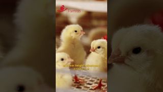 Farmrob | Automatyczne systemy karmienia i pojenia kurcząt #hodowla #produkcja #farma drobiu